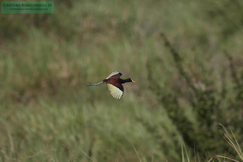 Northern Jackana - Adult