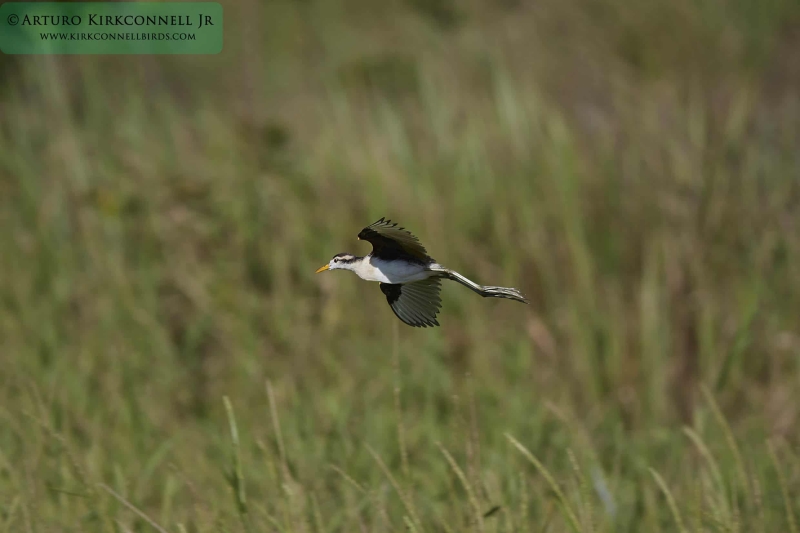 Northern Jackana - Immature