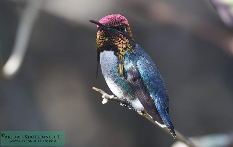 Bee Hummingbird 2