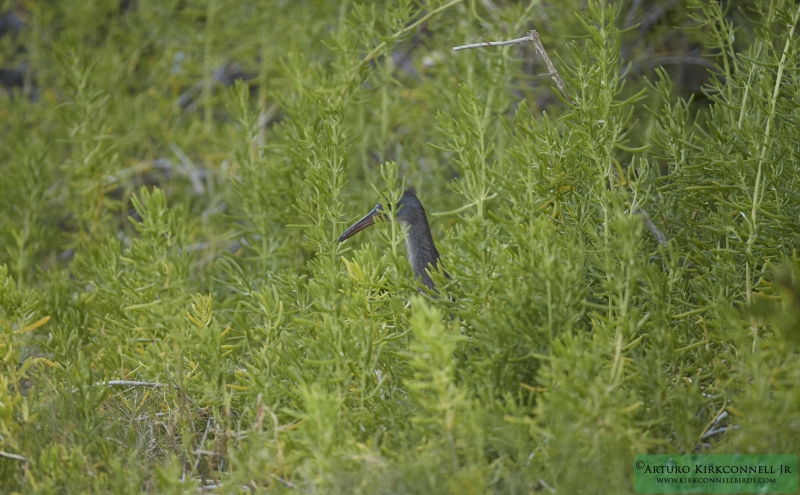 Clapper Rail 1