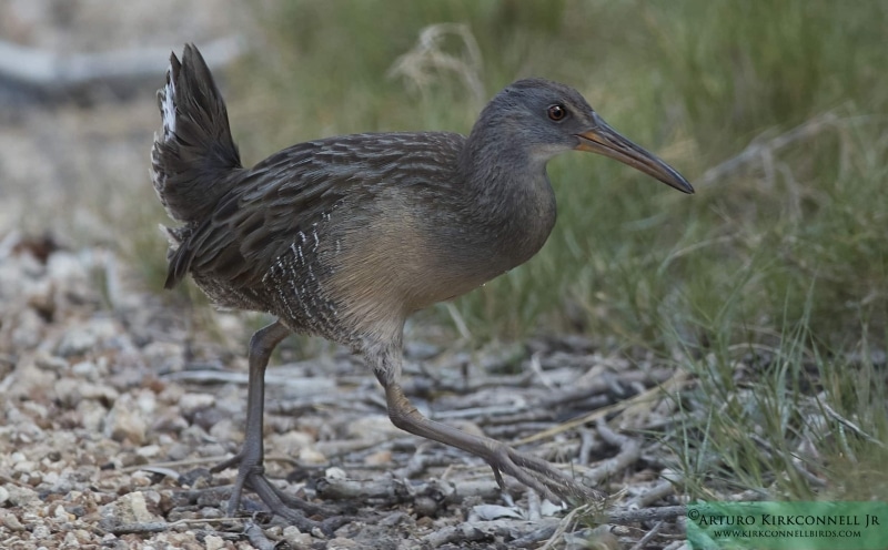 Clapper Rail 2