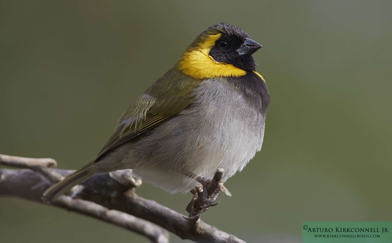 Cuban Grassquit