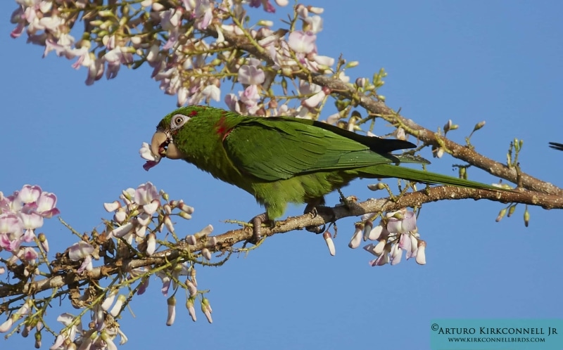 Cuban Parakeet 1