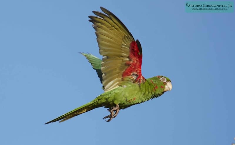 Cuban Parakeet 2