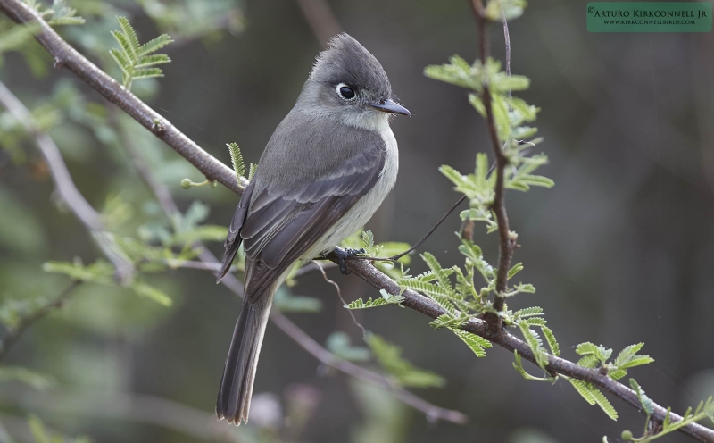 Cuban Pewee