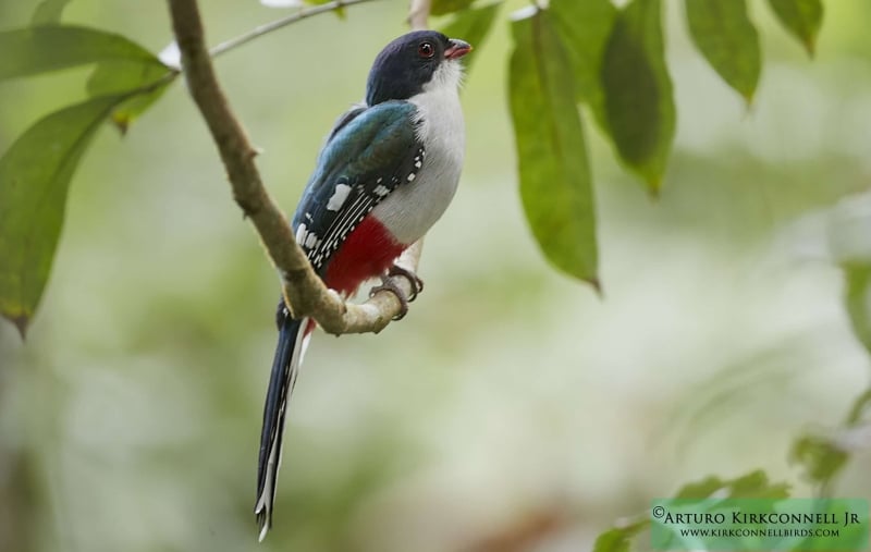 Cuban Trogon 1