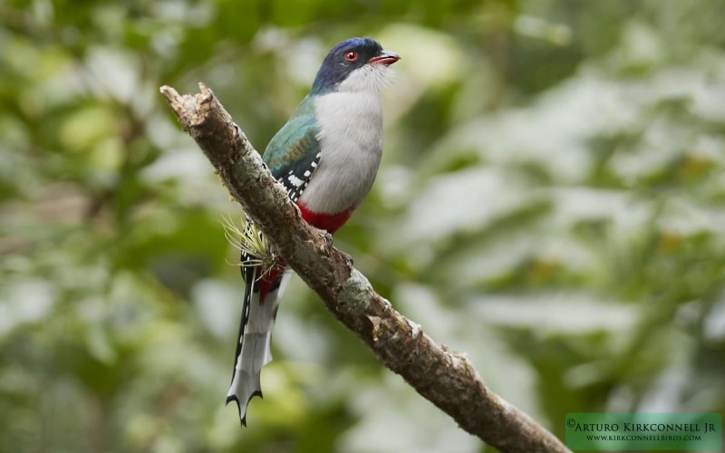 Cuban Trogon 2