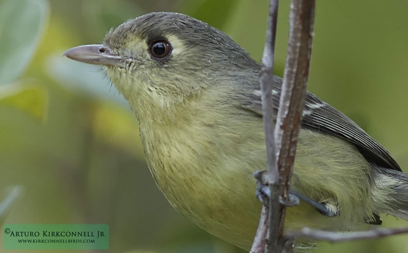 Cuban Vireo