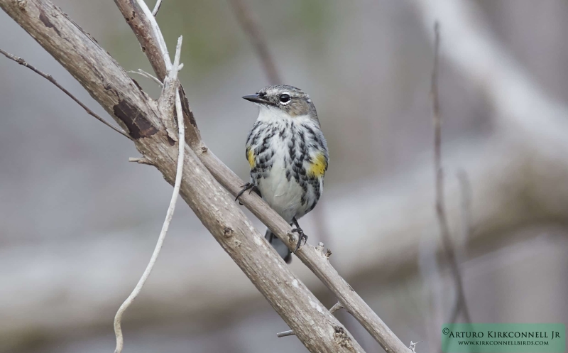 Yellow-rumped Warbler - Myrtle - 1