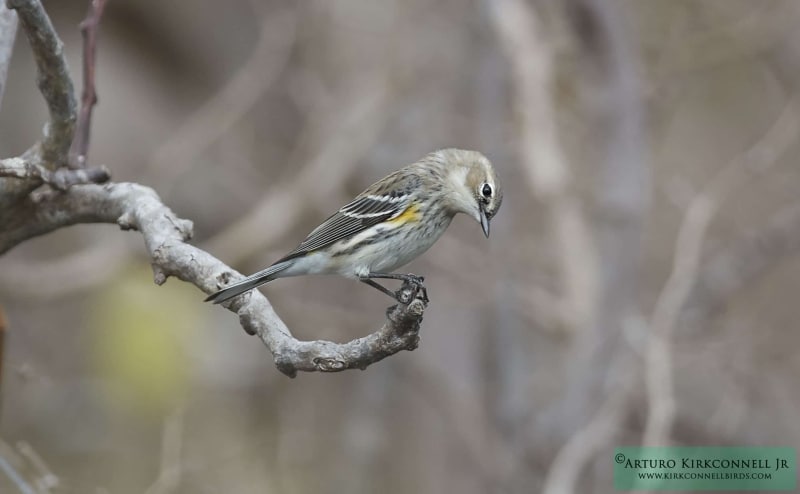 Yellow-rumped Warbler - Myrtle - 2