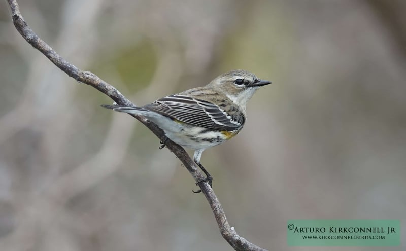 Yellow-rumped Warbler - Myrtle - 3