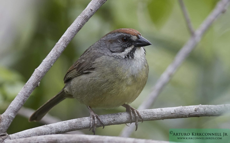 Zapata Sparrow - 1