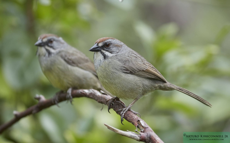 Zapata Sparrow - 4